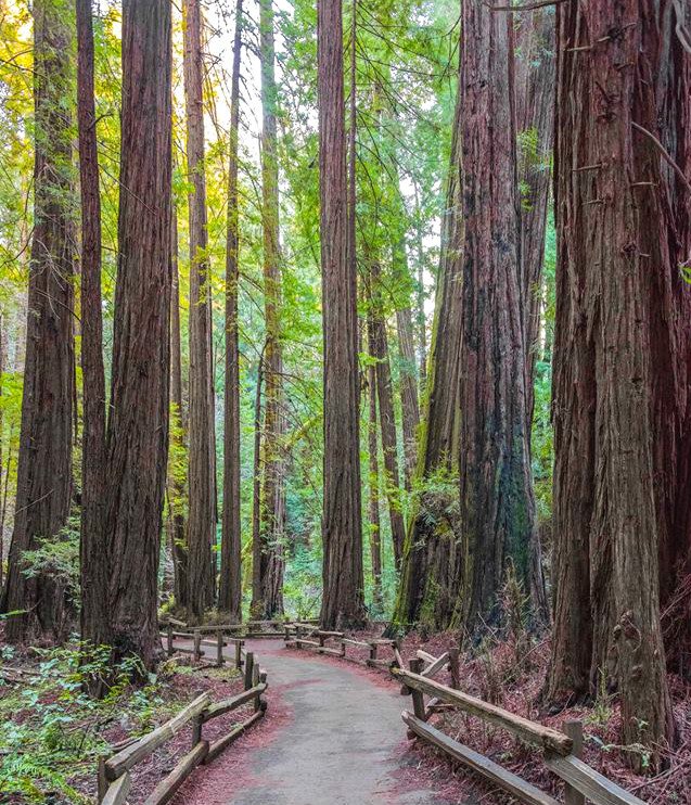 A dirt path bordered with wooden fencing curves through a forest of very all trees.