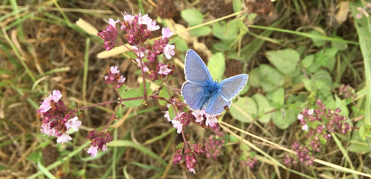 ClairePercyP's tweet photo. The delicate and oh so beautiful Common blue. Identification confirmed using my well-loved Michael Chinery insect book 1986 edition - can’t be beaten for illustrations, info &amp; flick-through-ability #insects #collinsbooks #michaelchinery https://t.co/bWkuE8CRHw