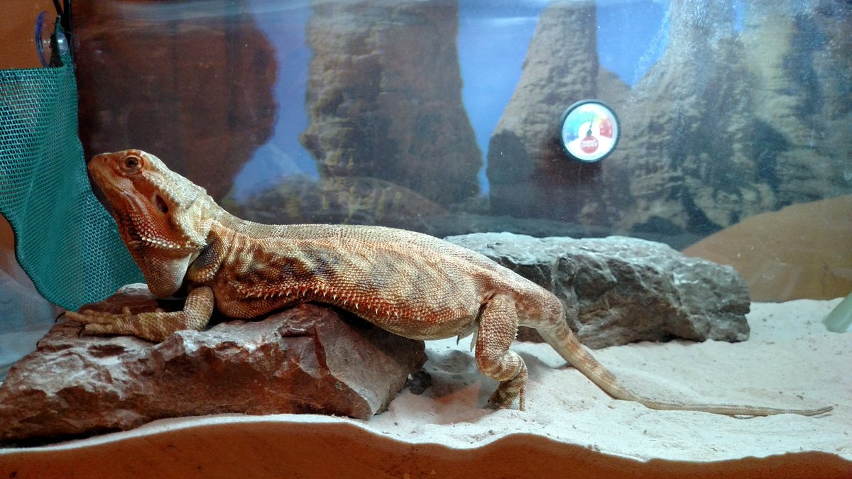 Dawsonsclass's tweet photo. This morning, as I was feeding Dezzie, I scrolled back to the 1st day I got her. She's quadrupled...at least. I've had her as a class pet for almost a year now. Thank you @PetsinClassroom Also thank you @DiscoveryEd and @dacia92 for showcasing this resource at #STEMmersion 2017. https://t.co/pktAvcRHno