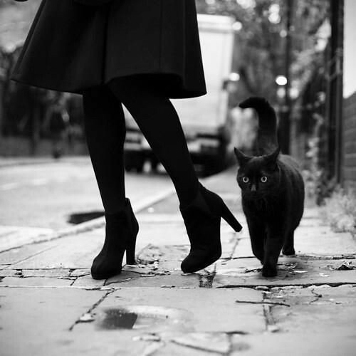 arcanaobscura's tweet photo. #blackcats #blackandwhitephotography #halloween #gothic #Goodluck https://t.co/L5ENytwrin