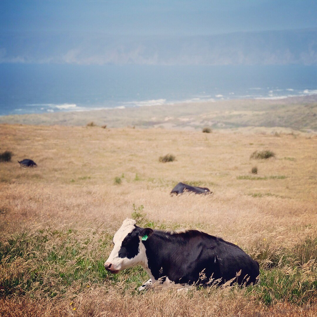 Happy cows with ocean views make the best cheese. <a href="/PointReyesNPS/">Point Reyes NPS</a>