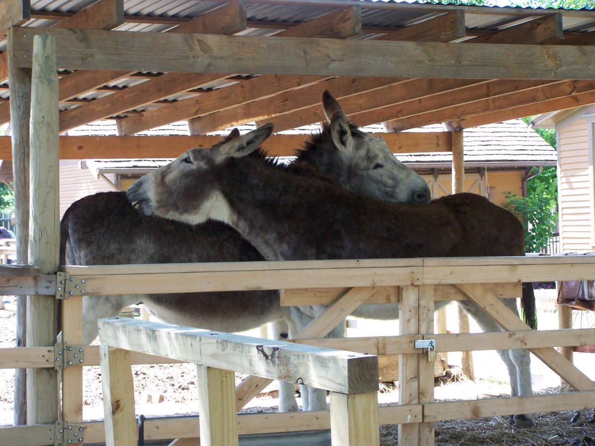 ocpdallas's tweet photo. "You scratch my back, and I'll scratch yours!" #dhvillage #DonkeysofDHV #NipandTuck https://t.co/LNqrnDXxWr