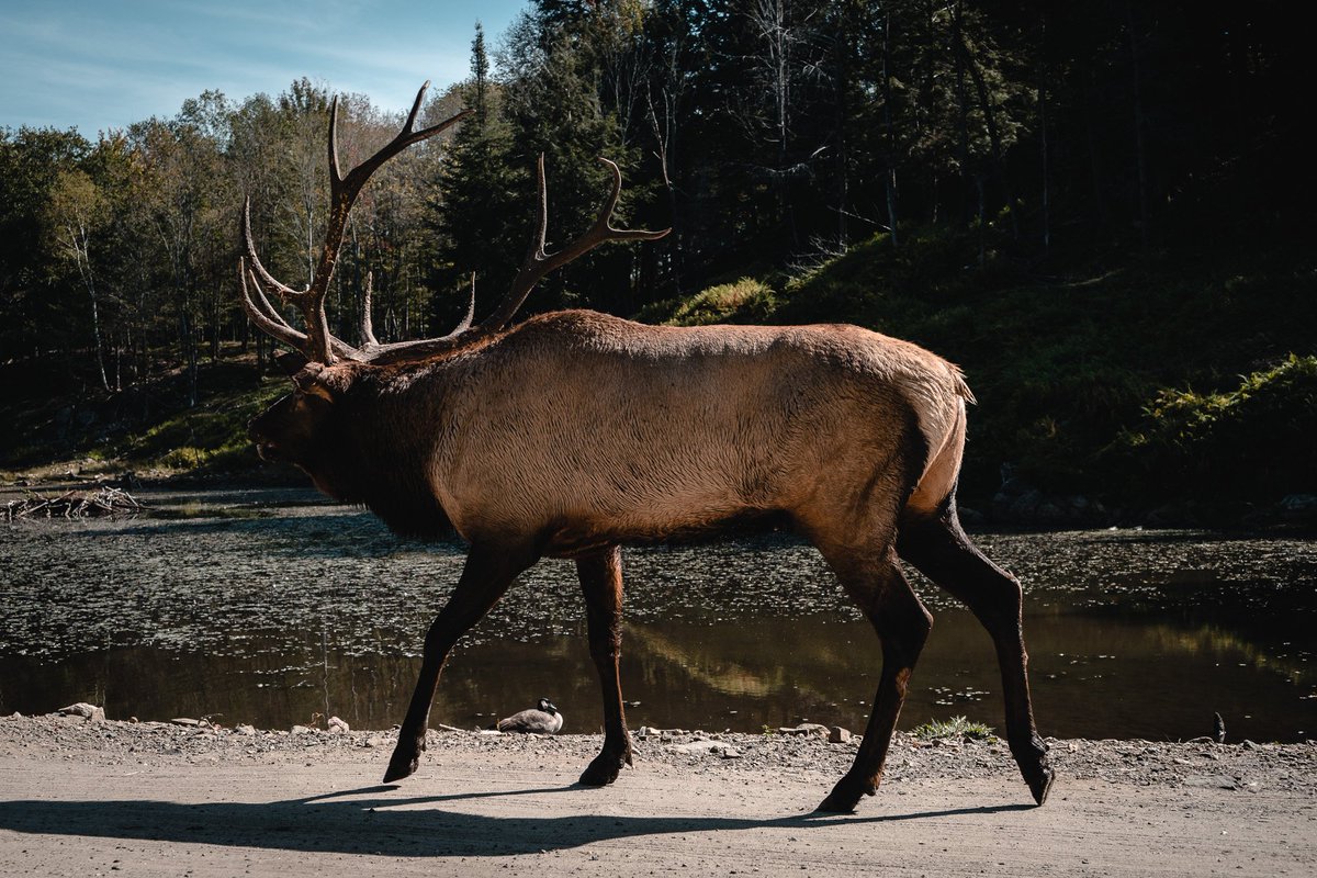 _hy0ug0_'s tweet image. P4 - Canada oblige #BattlePhoto #ExploreCanada #ParcOmega