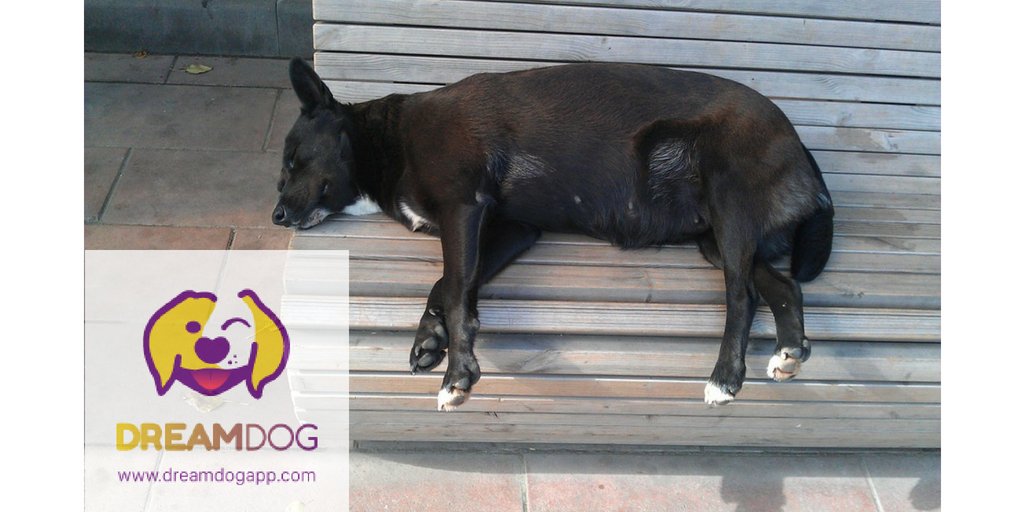 After a long walk comes a loooong nap #DreamDog
dreamdogapp.com