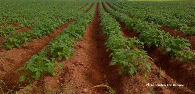 Farm Labourers are needed in Kinkora PEI @ Smith Farms Ltd. Follow the link to apply. 
peiagsc.ca/employment_det…