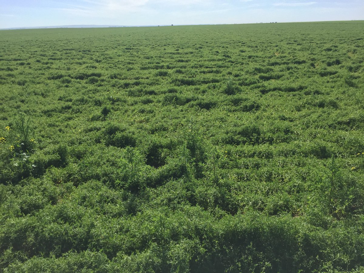 Norm Shoemaker tweet media