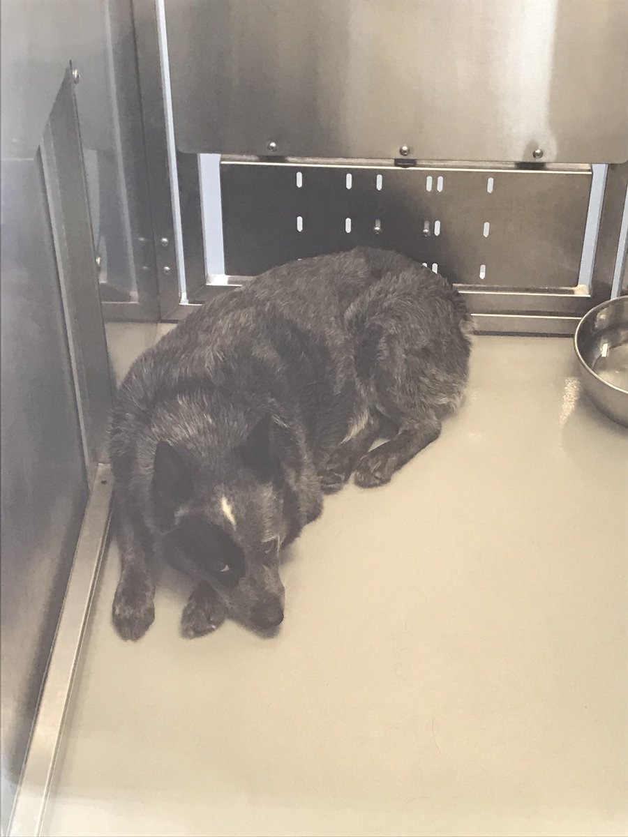 These dogs need a home! Match today!