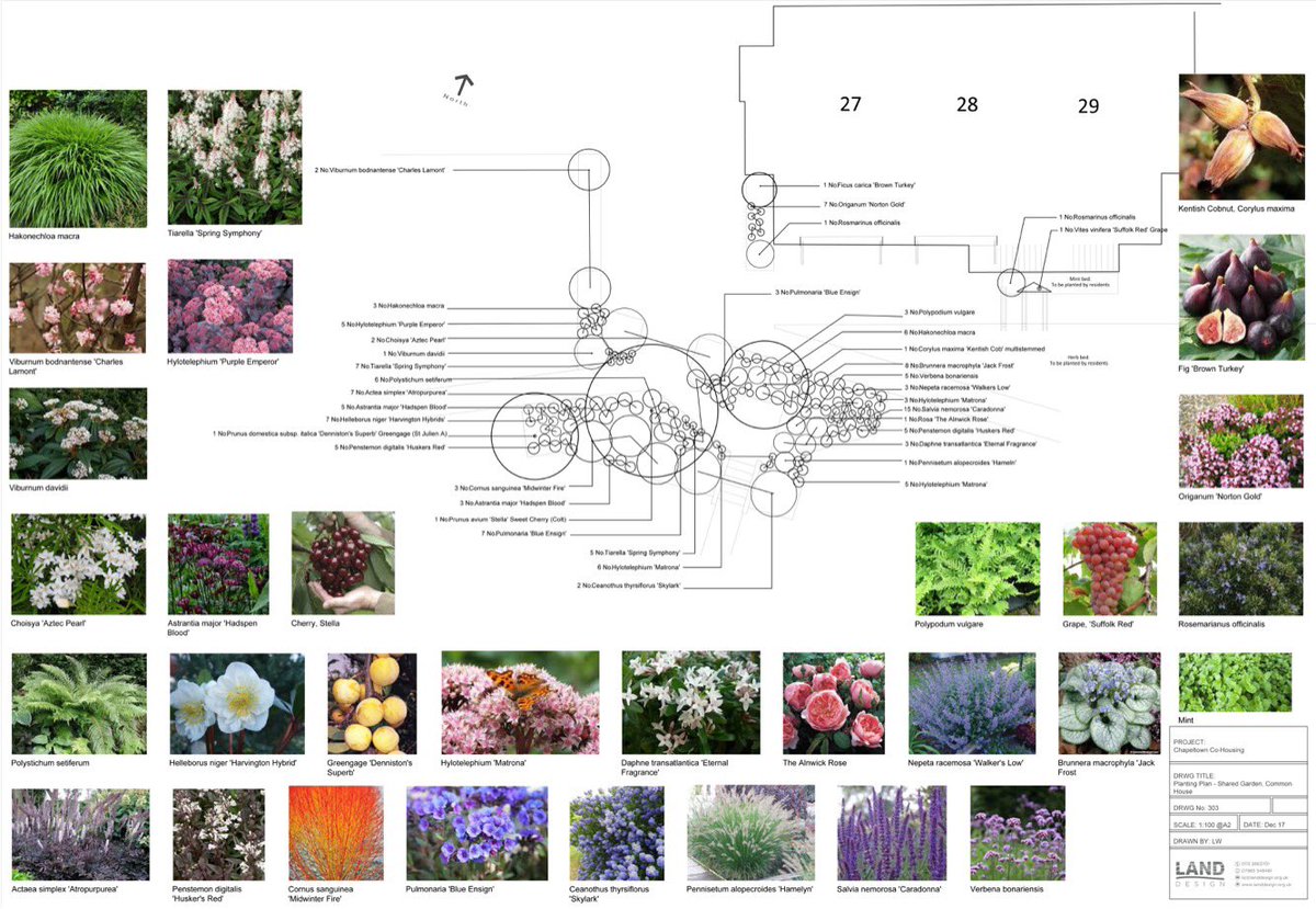Landdesignorg's tweet photo. Hey @ChacoLeeds and @UnityHomes, feedback from Leeds City Council Planning is that our landscape proposals for Leopold Street are 'the best thought through planting schemes seen in a long time'. #permaculture #communityledhousing #landscapearchitecture #SocialHousing #cohousing https://t.co/APr4hq7zxS
