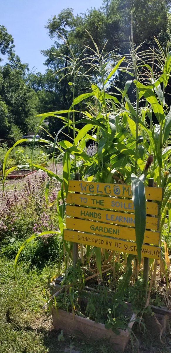 Bearcats_Pantry's tweet photo. Today, we visited @UCSustainable Soiled Hands Learning Garden which has been providing the Bearcats Pantry with fresh produce all summer. We are so thankful for this partnership and look forward to continuing & expanding in the future. #BearcatsNation #realhunger https://t.co/6mESUzaVzv
