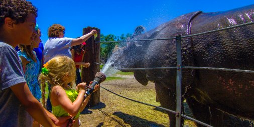 A1: Our favorite #CentralFlorida water activity is to bathe a rhino. During our Rhino Encounter you may pet, feed and bathe a rhino. Join the fun, call us 813-482-3400. bit.ly/2no5Fm8 #FLTravelChat #WaterSports #DadeCity #Rhino #AnimalEncounter #Splish #Splash #Explore