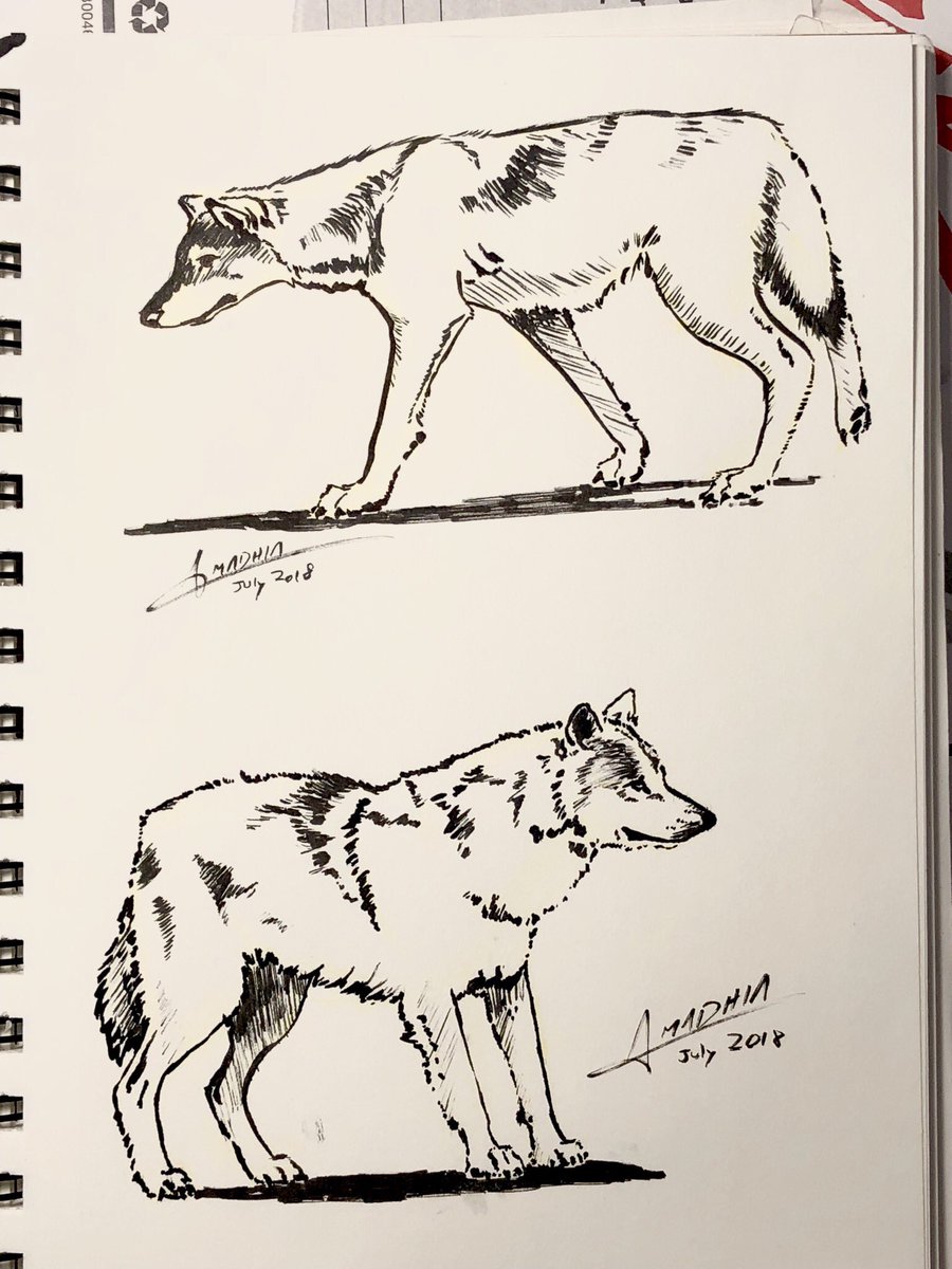 RealDreamSong's tweet photo. Today's morning warmups

#inksketch #Wolf https://t.co/Us4VfrGDX6