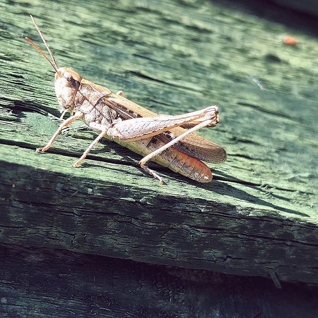 RobSaint's tweet image. A tiny piece of nature in your back garden #bugs #grasshopper #tinynature