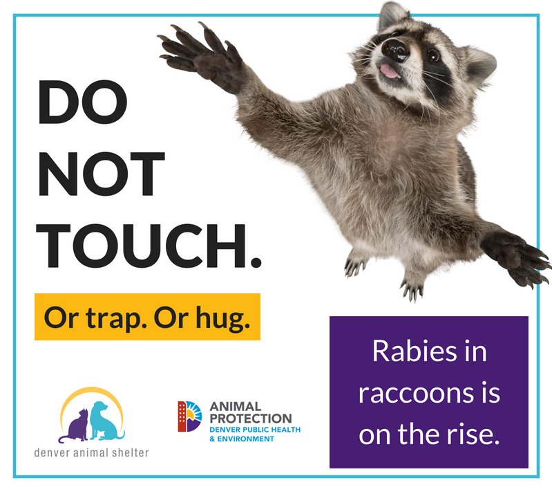 Denver Animal Shelter on Twitter "Rabies in raccoons is on the rise