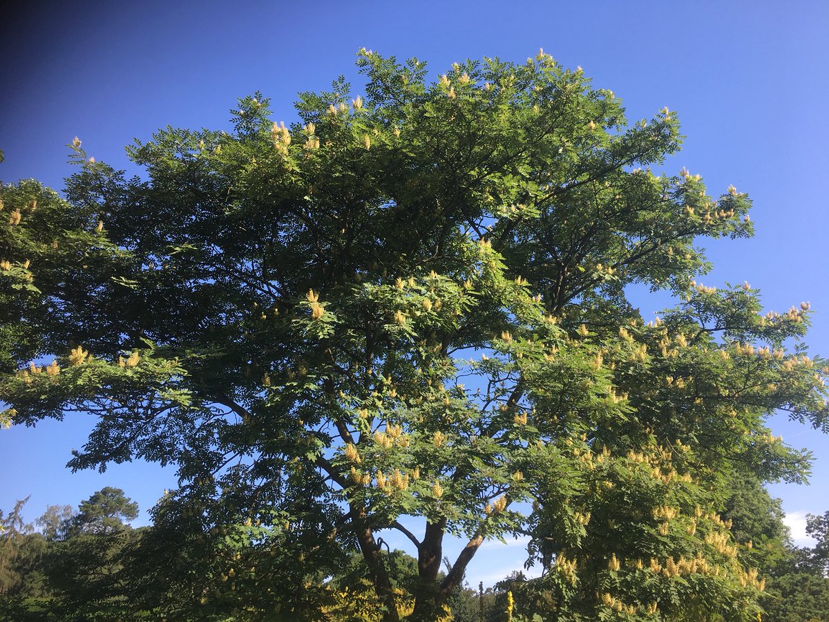 Maackia amurensis should be grown more widely. This fabulous summer flowering tree from the Far East is cold hardy and loves the scorching summer sun.  This tree is alive with the sound of happy 🐝 🐝 🐝
