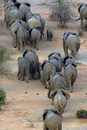Desiree_Laverne's tweet photo. #MyBeautifulAfrica...❤
#SaveOurEles... 
#BanIvoryTrade.. https://t.co/LKRn5UABVz