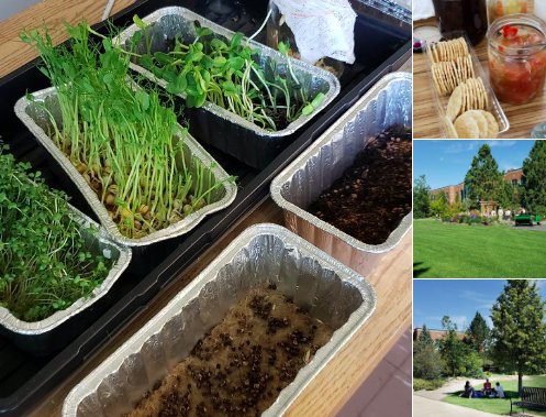 MSChatterHigh's tweet image. #AppliedLearning #ClasseoomAndLab thx @OldsCollege - #HortWeek Day 2 is almost over and the weather couldn't be better! This is a perfect week to spend in the gardens.
#kombucha #herbs #garden #horticulture #AgCareers #collegeoptions #studentsuccess