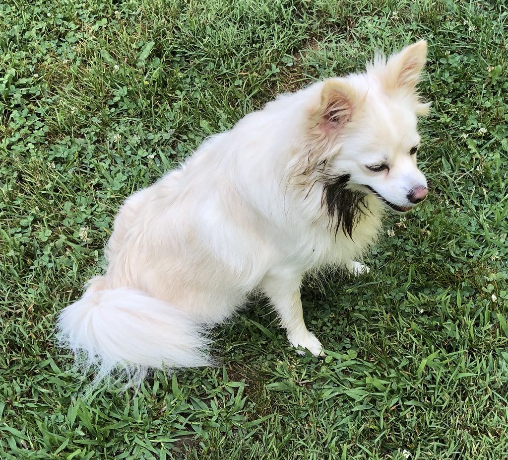 Poserpup's tweet photo. A little deer poo will doo ewww... #naturesfragrancecounter #eaudepoopoo #momsnothappy #poodanna https://t.co/WYLvi8YS9D