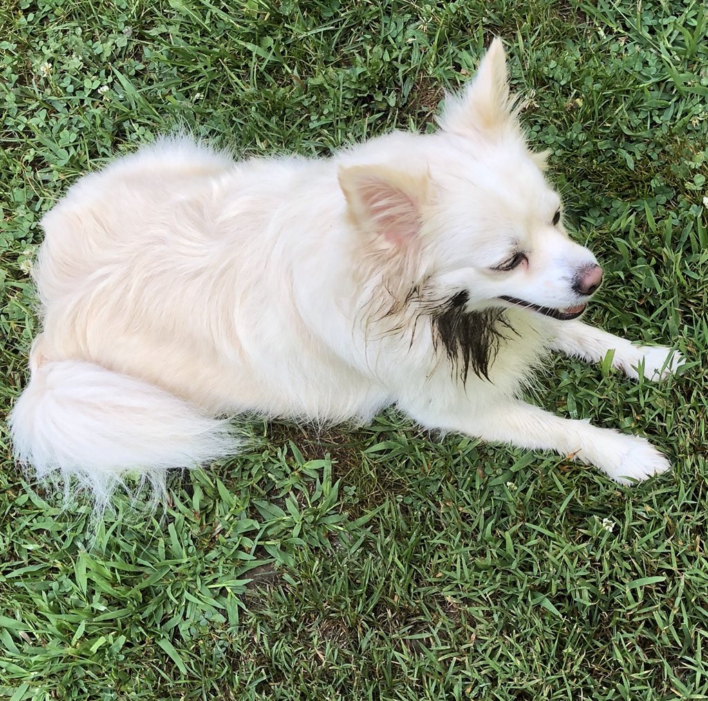 Poserpup's tweet photo. A little deer poo will doo ewww... #naturesfragrancecounter #eaudepoopoo #momsnothappy #poodanna https://t.co/WYLvi8YS9D