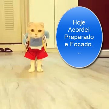 VOCÊ já viu o gato vigilante??? Deixe seu comentário...
facebook.com/MinhaMaeAmaGat…