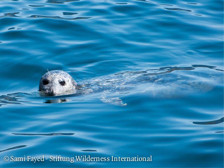 "Last night, it became clear to me what wilderness really means, how valuable it is and that we have probably just experienced the most extraordinary time of our lives." The expedition team has arrived back home. Read the last blog entry here: wilderness-international.org/en/die-wahrsch…