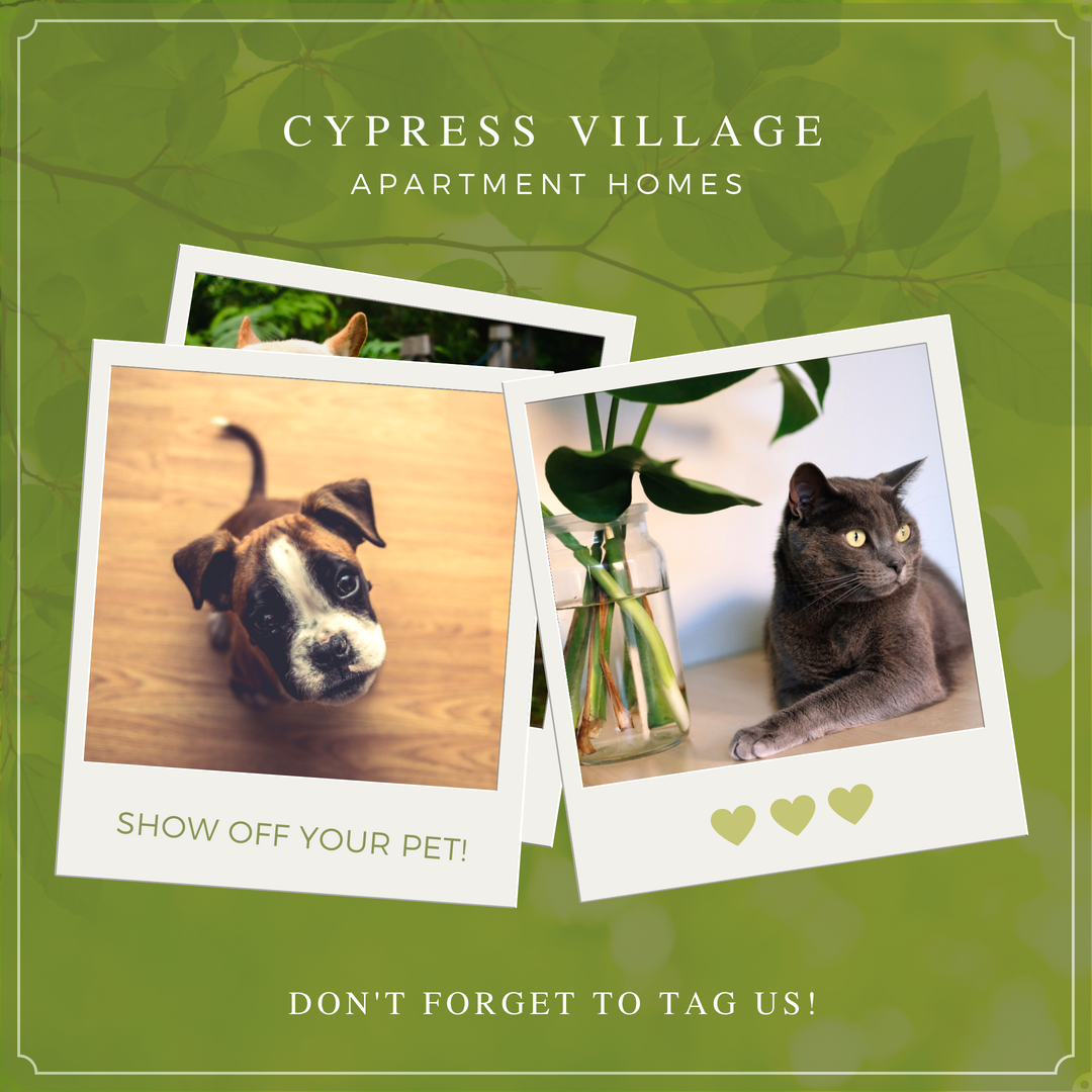 highlineloftsTX's tweet photo. Some of our best neighbors at Cypress Village have four legs.

Share your pet pictures with us - we'd love to see your good girls and boys! 🐾 https://t.co/962dp3M91f