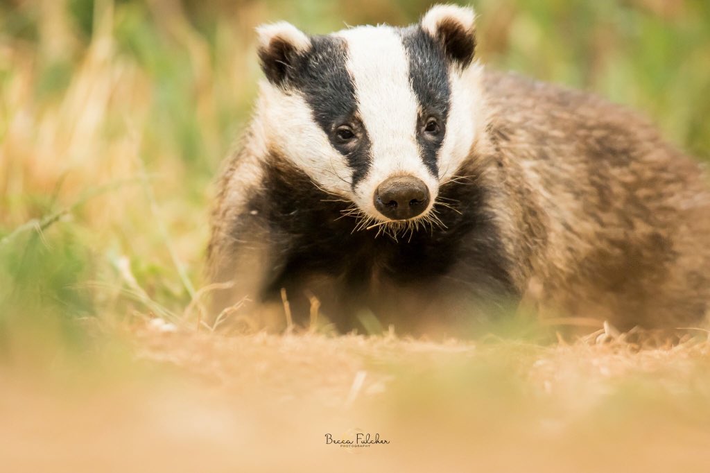 Badger Sightings tweet media