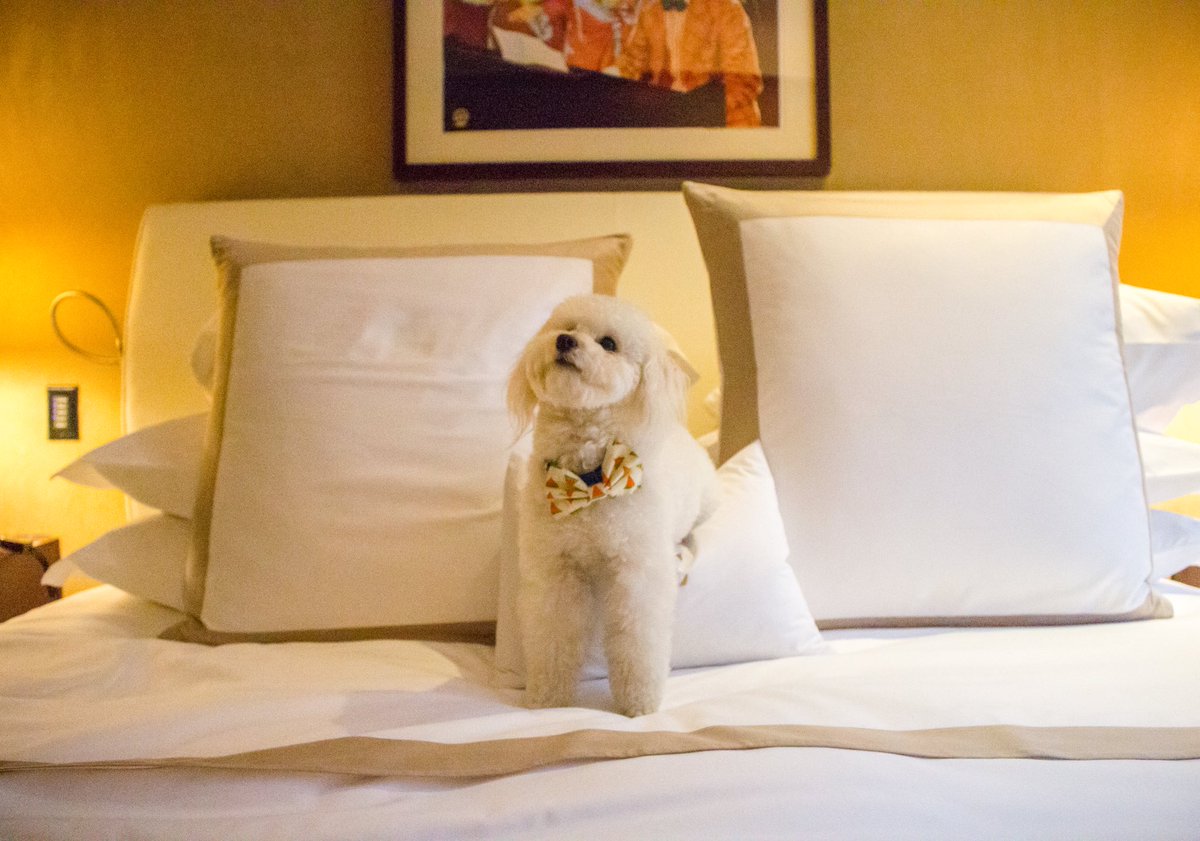 thechatwalny's tweet photo. Even our furry guests are VIPs at The Chatwal 🐾 #VIPets #thechatwalny https://t.co/FZ1mrT3FE1