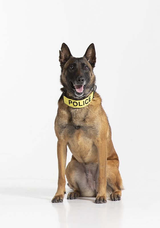 UTPolice's tweet photo. In our first K9 Confidential feature, we introduce Tica and UTPD Corporal Mary Cameron. The duo became a team in 2013. Learn more about their story. #K9Confidential #VolSafety #K9Handler #VolDogs #PoliceDog
https://t.co/D4I7s67rX8 https://t.co/VzkU8P9g8t