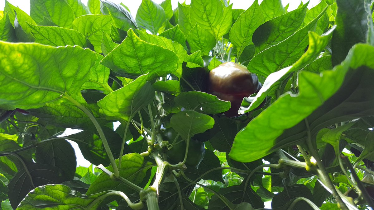 dki604's tweet photo. @bcaitc Thank you greenhouse farmers! #bcpeppers #greenisred #iselfpollinate #saynotopineappleexpress https://t.co/EIFJrp1jhK