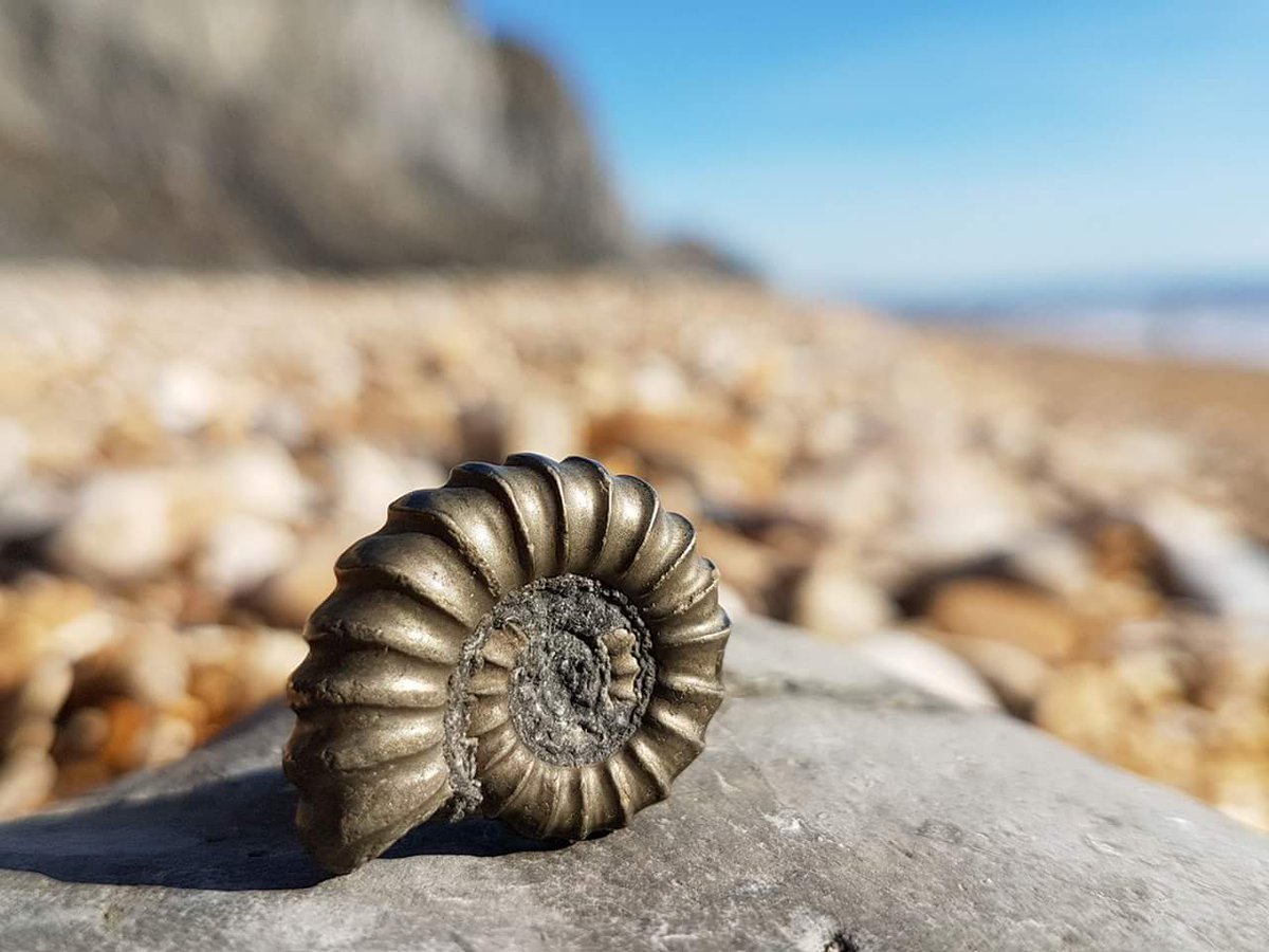 #BeachLive small is beautiful. Found this on Charmouth beach earlier this year. A regular fossil hunting ground for me.