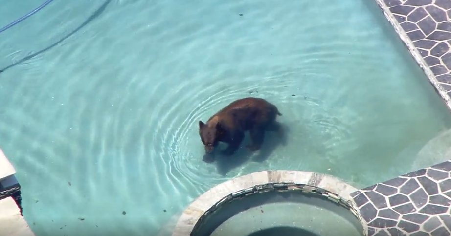 abc7newsbayarea's tweet photo. A bear spotted in an LA neighborhood is now taking a dip in a pool. Watch here: https://t.co/RzynTEVmVA https://t.co/pCQZVffYZT