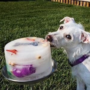 TOrganizer's tweet image. Keeping your pooch cool is important during hot days like we&apos;ve had. Freeze water and chicken stock with toys, carrots, treats, etc to keep dogs from getting bored and overheated in the backyard. For all my dog friends!!! #staycool #pethack #tipsandtricks #beautifullyorganized