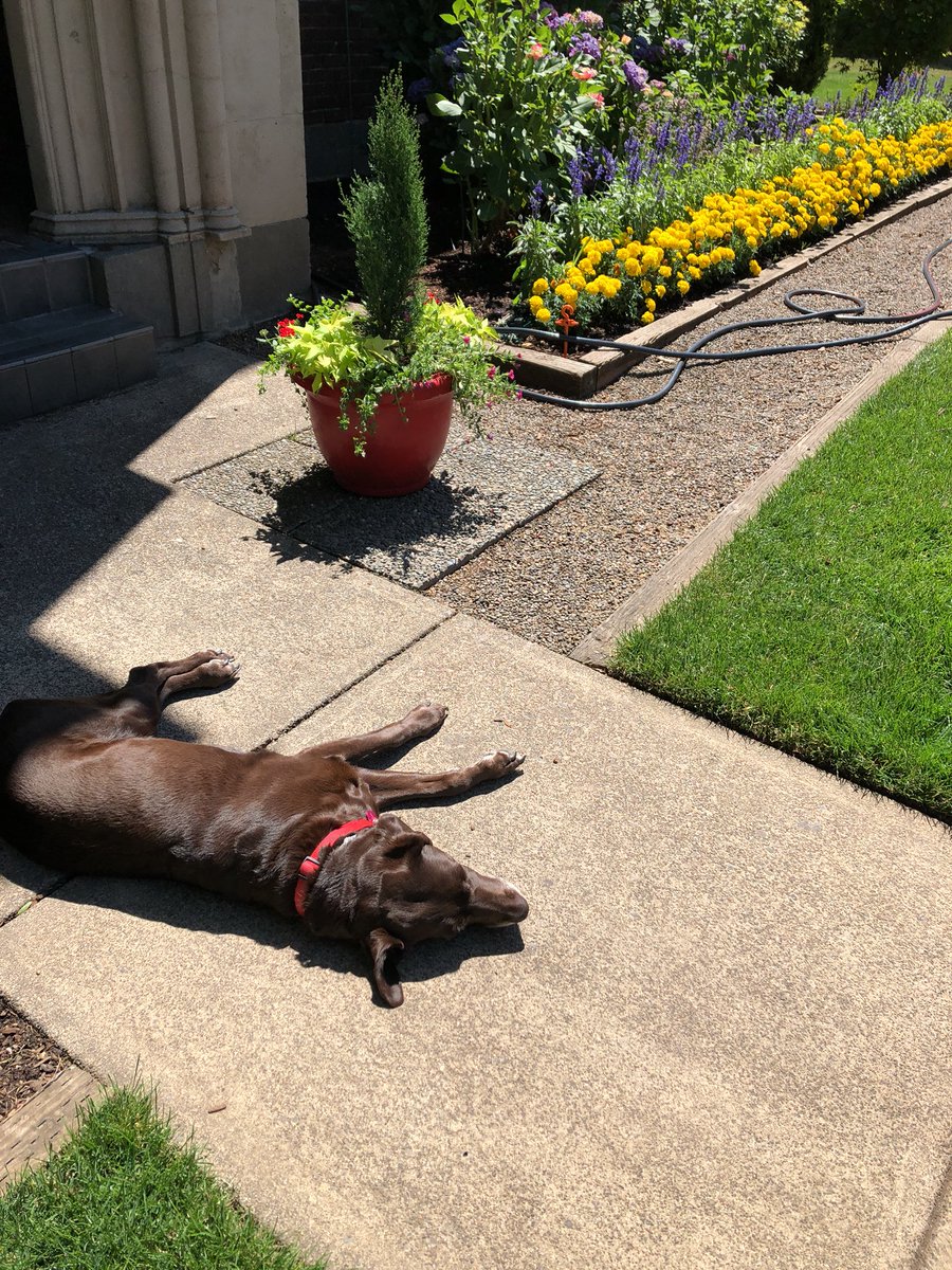 RubyFrat's tweet photo. The frat life is the good life! (Aren’t my frat dad’s flowers nice?) #FratDog #RubyFrat #OSU #CorvallisSummers https://t.co/sjv8TGkMAr