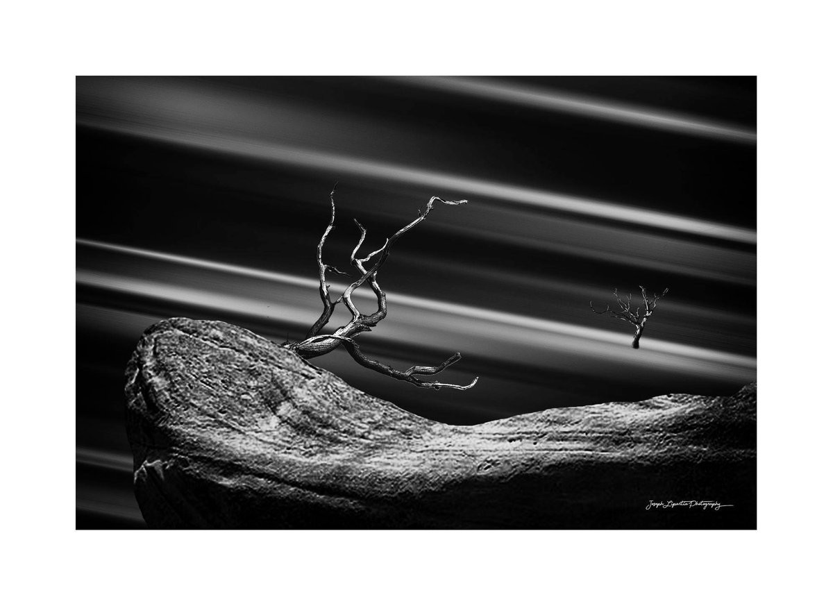 LipartiaPhoto's tweet photo. "Love Affair" 
#loveaffair #love #trees #bnw #bnwphotography #photographyislife https://t.co/NlaSIdZM8D