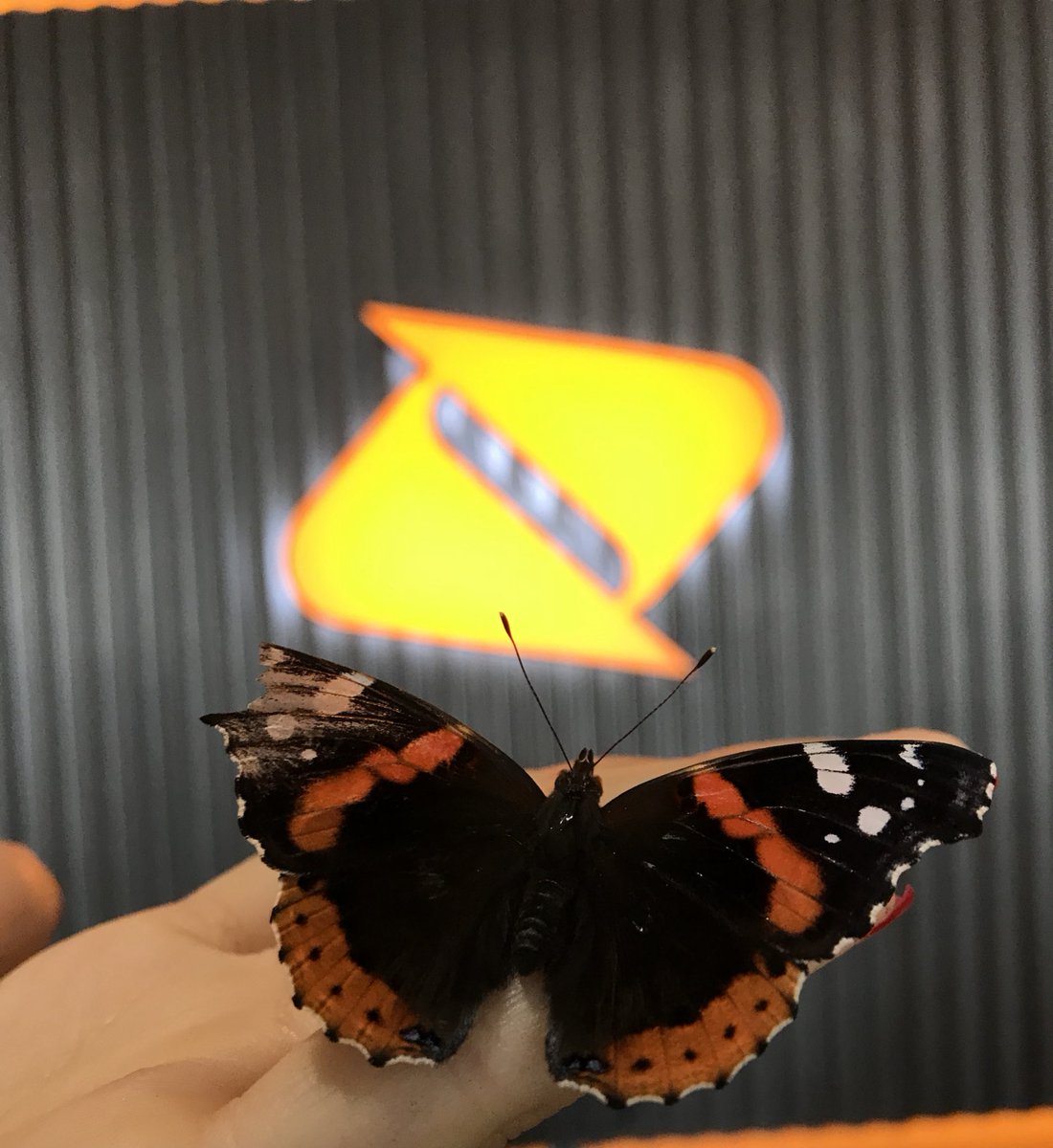 Even the butterfly knows orange and black are the way to go! #BoostMobile #Maywood #butterfly <a href="/Mel_Marceco/">📲💎Melissa- Marceco 💎📲</a> <a href="/Jetwirelessgrp/">Jet Wireless Group</a> #happyTuesday