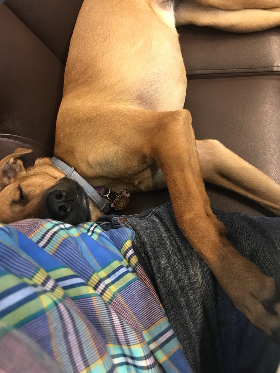 jonnymangs's tweet image. I LEGIT DO NOT KNOW THIS DOG. HE CAME UP TO ME AT A CAFE AND FELL ASLEEP ON MY LAP.