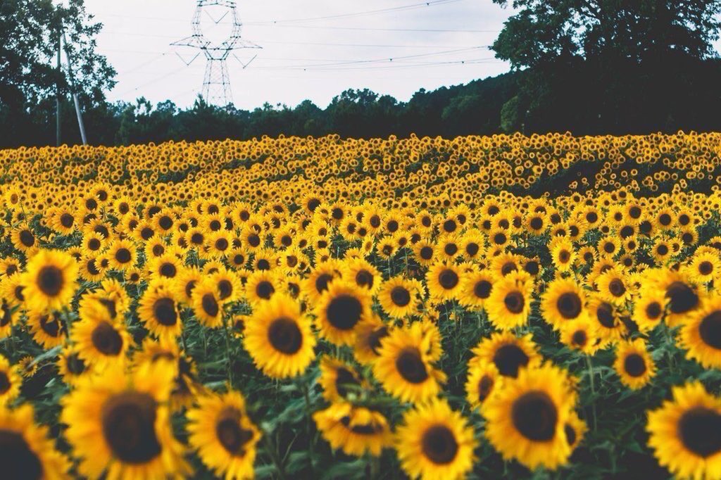 sunflowerlust's tweet photo. I just really want to go to a sunflower field https://t.co/Ie6vS7KvZ8