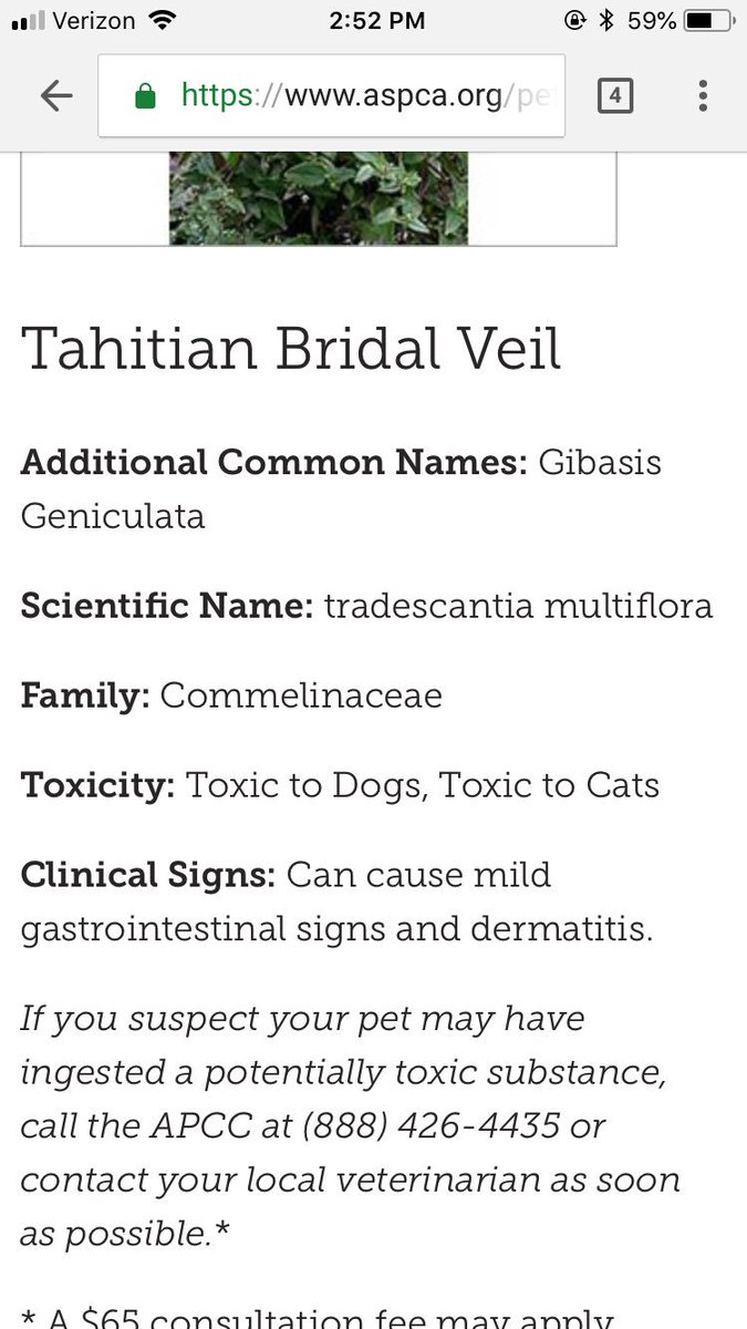 mmmollywood's tweet photo. @ASPCA why do you have two entries for the same plant with contradictory information? https://t.co/B9pfX9PS1x