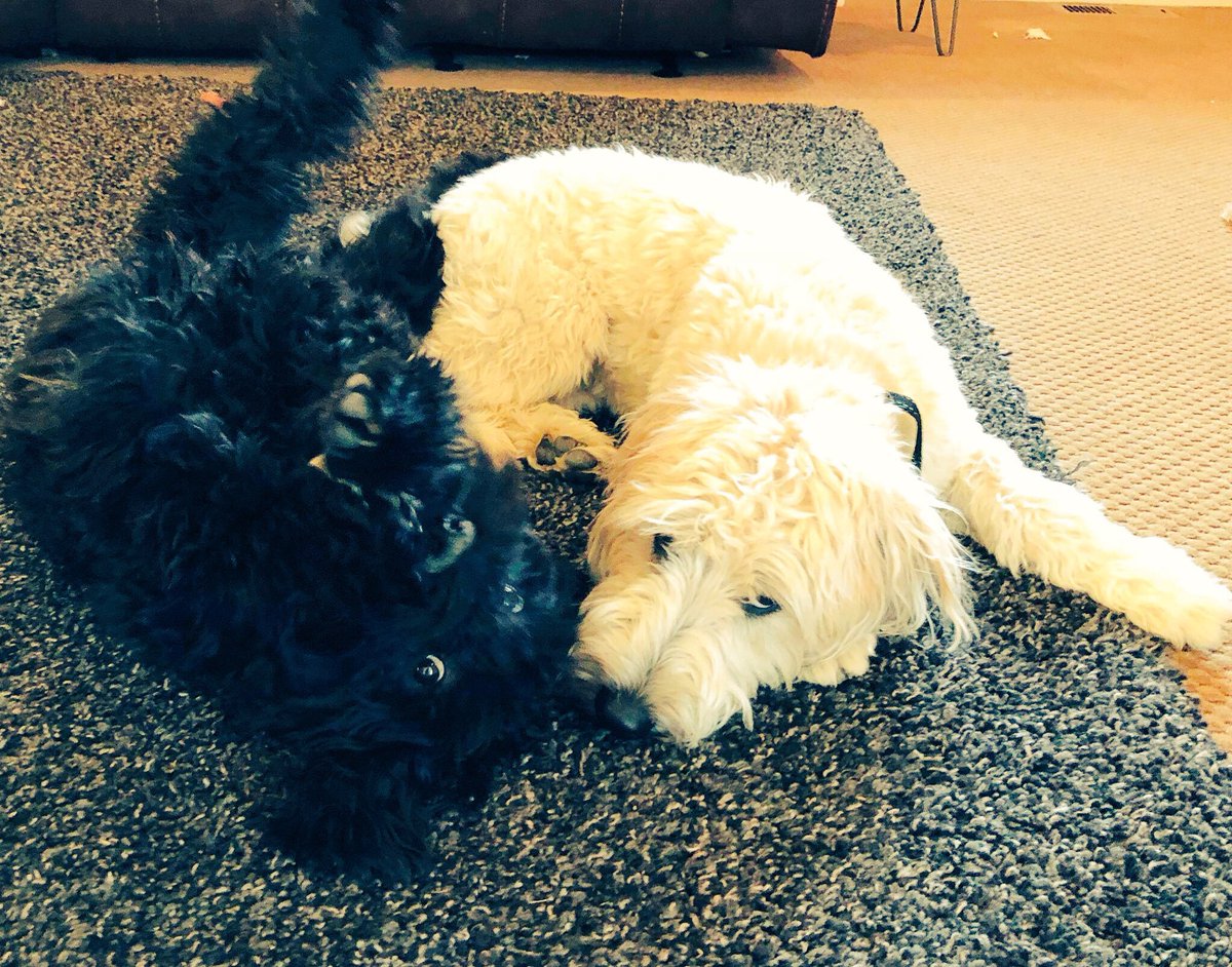 Two dogs rolling around