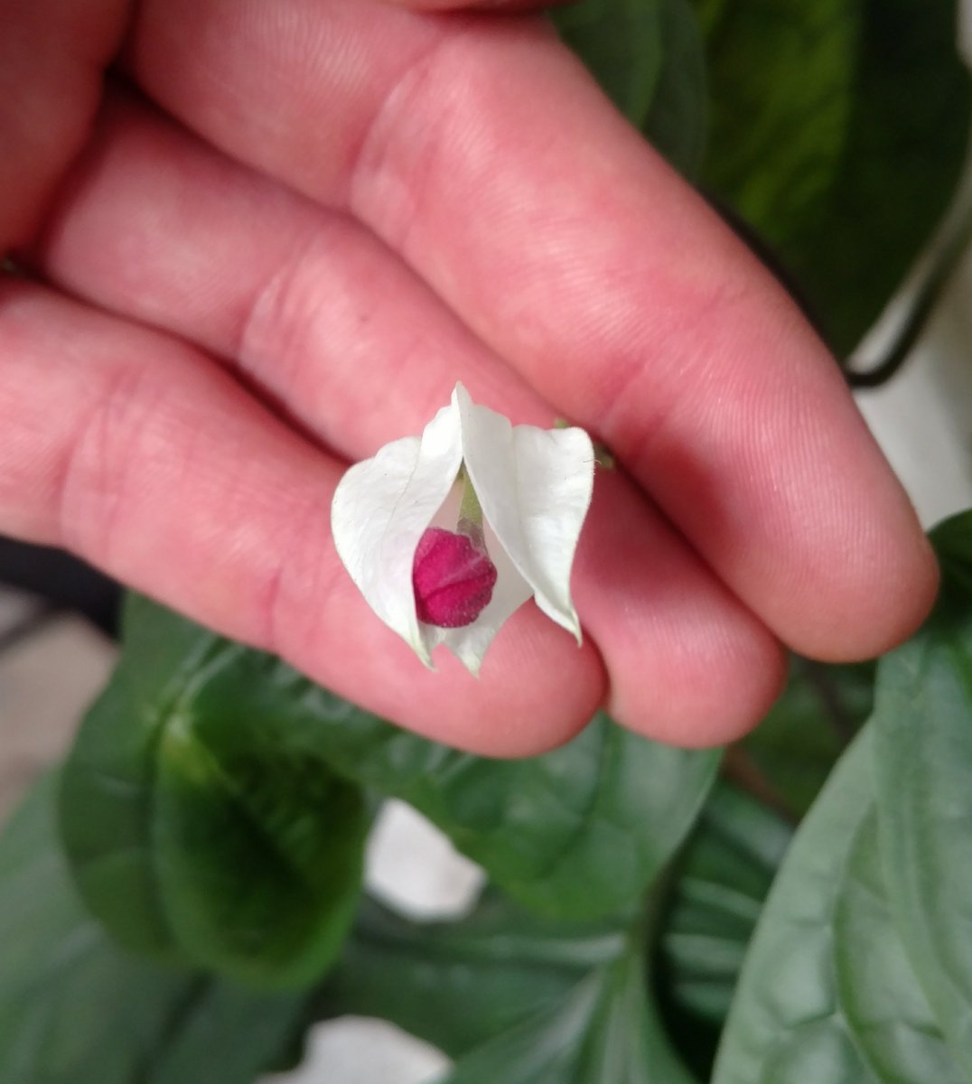 OG_Supply's tweet photo. Lovin watching this bleeding heart vine blossom develope <3
#flowers #blossom #summer #bleedingheartvine #grow #indoorgarden #ogs #OG #oaklandgardensupply #tea #composttea #oakland #bayarea #eastbay #california #cali https://t.co/Qc1VkK6teb