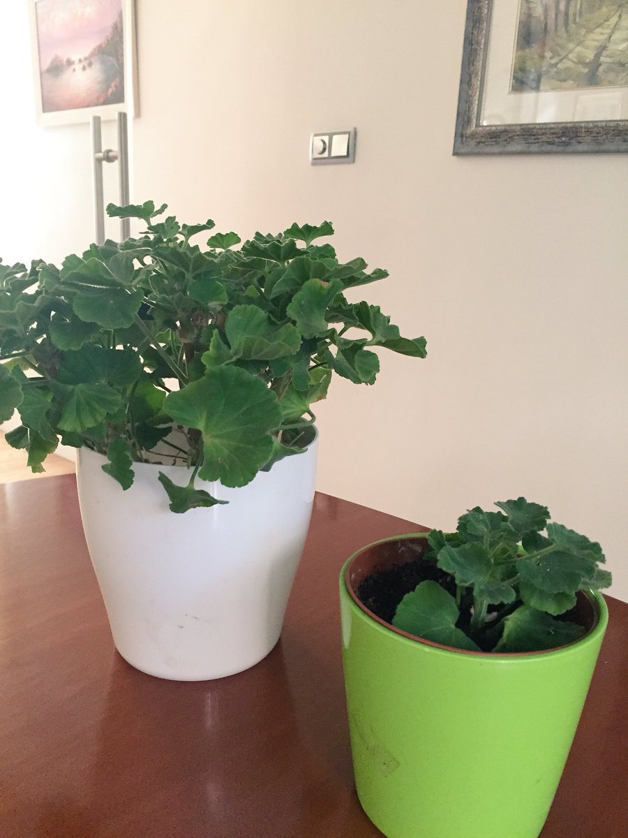 RosaMRomoS's tweet photo. Las plantitas del encuentro de directivos siguen creciendo y fortaleciéndose. Todo un simbolo. https://t.co/1WUIAYYEpT