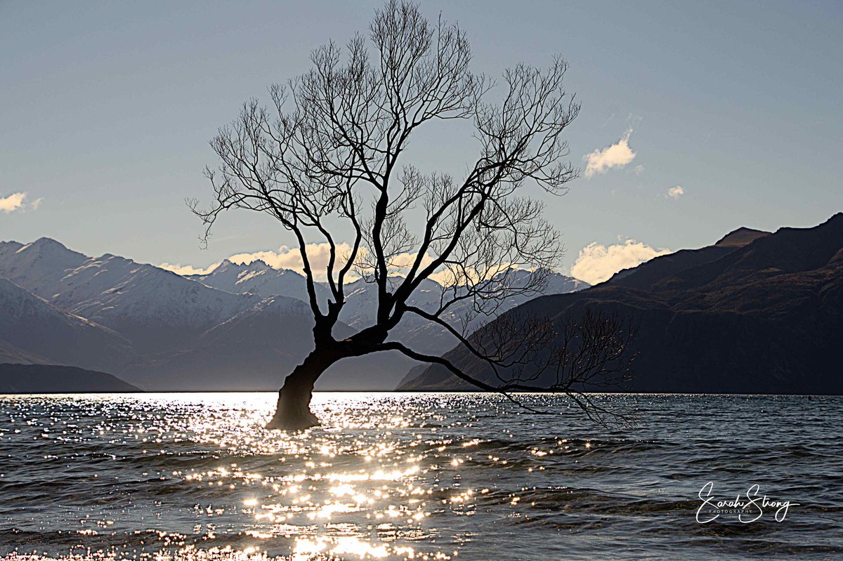 sarah_strongNZ's tweet photo. #thatwanakatree #Otago #Southisland #NewZealand2018 #NZ2018 #NZ #photography #nikonphotography #Nikon #LakeWanaka https://t.co/fdlaV4mWQP
