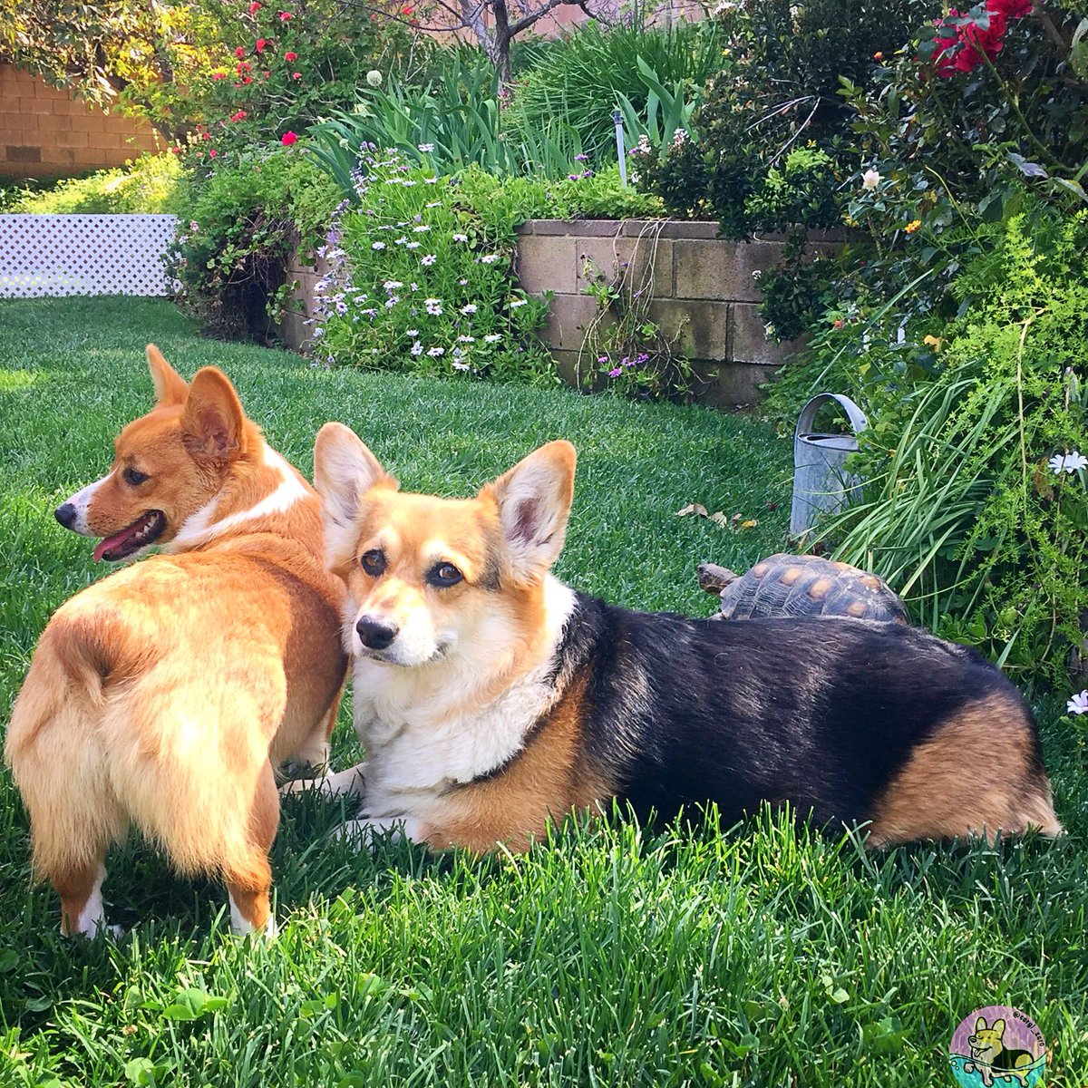 corgi_zero's tweet photo. Did you say that I “should” post a photo with tongues out on Tuesday, or that I “shouldn’t”? And what does a little n’t matter anyway, I’ve got two corgis and a tortoise?!?!! #tot #WouldWouldnt #TwoCorgiTuesday #🦊🐶#TortoiseTuesday #🐢 #ItsOnlyTuesday #🤯 #WorldEmojiDay https://t.co/YYf0RRH22h