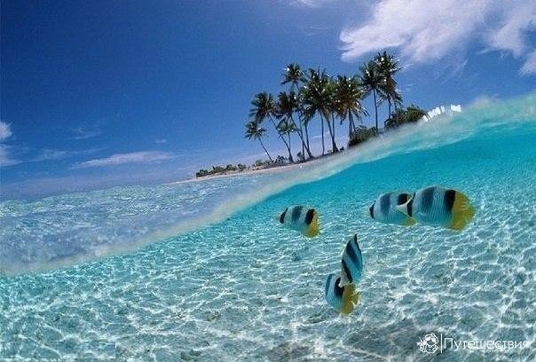 FucoidanForce's tweet photo. We are back from our annual Summer Break :) Stock on https://t.co/ZLsAA5fbse Free Priority Ship and special promo code TW5 ;) #fucoidan #health #TuesdayMotivation https://t.co/P7SQ5GnCil