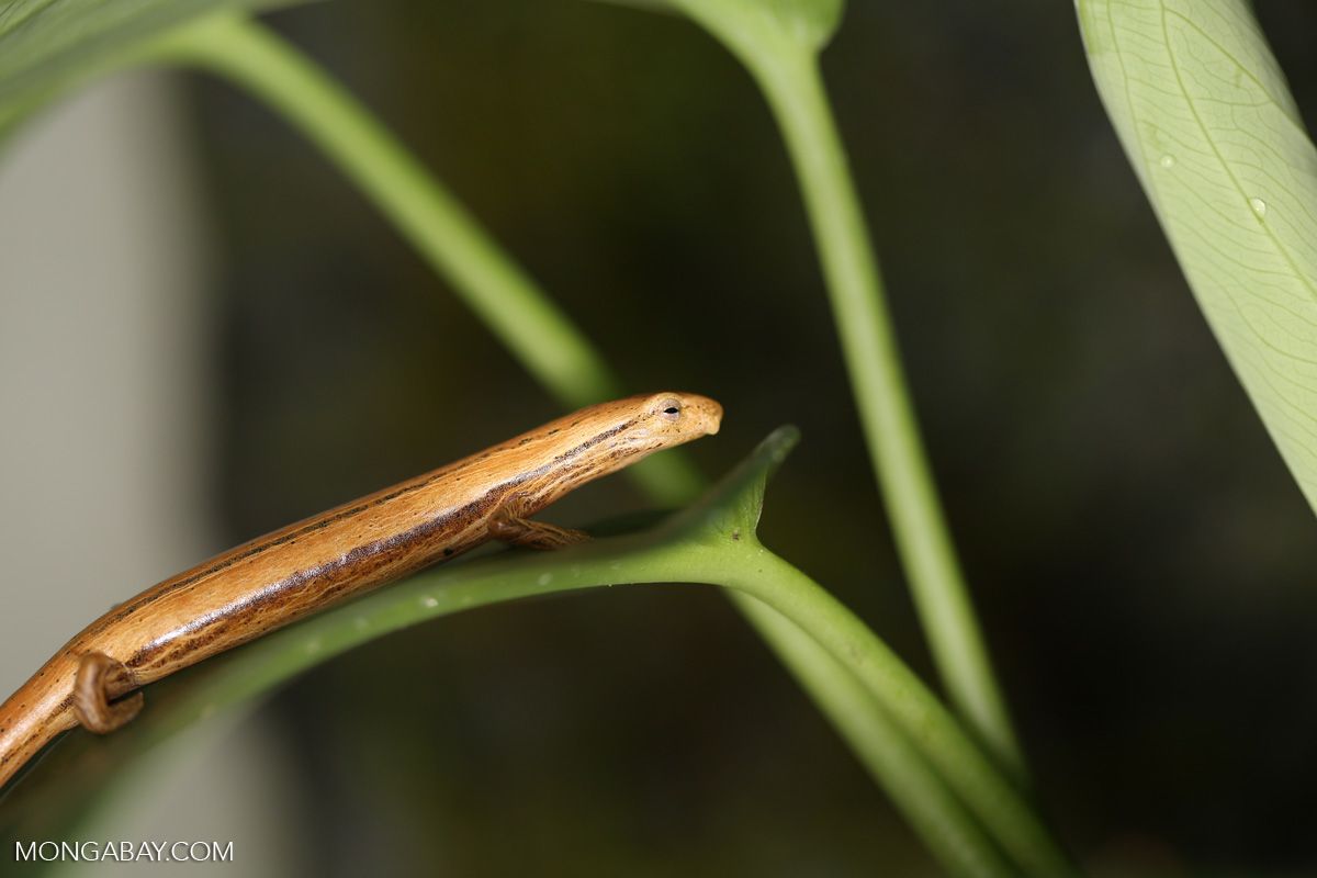 Teleferika_'s tweet photo. Salamanders have ‘tricks up their sleeves’ for weathering climate change
https://t.co/9Ix2OTYnGW https://t.co/mUoW0mNRG3