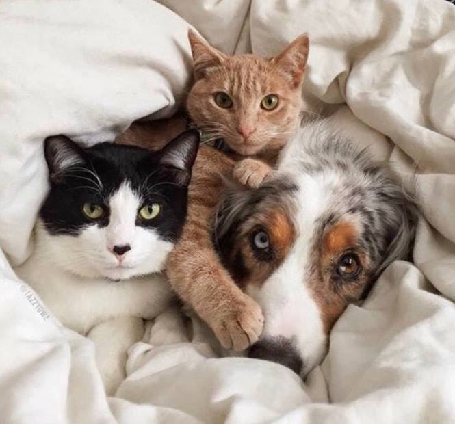 Cutekittens07's tweet photo. Caption please https://t.co/S3FdrYISQx
