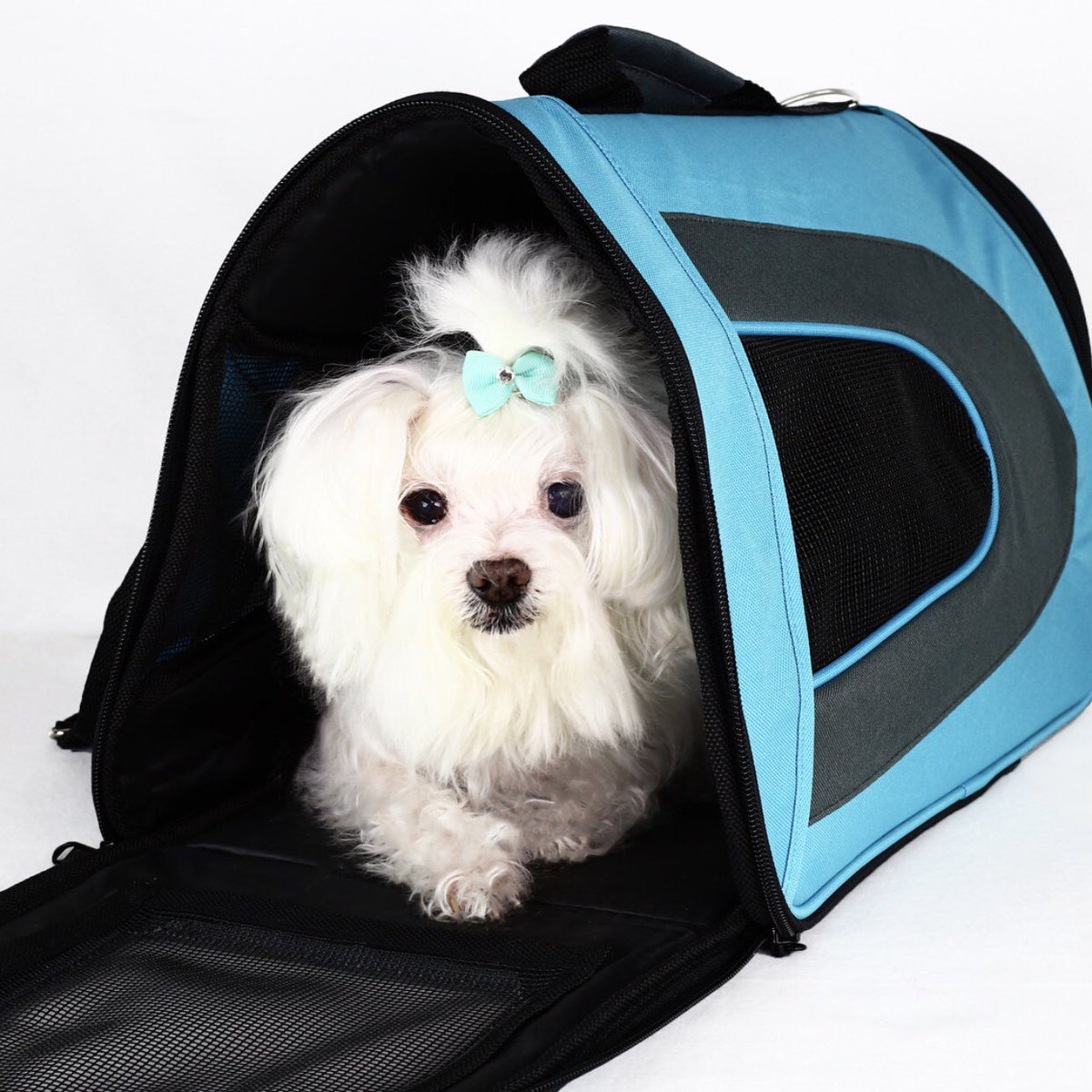 PetMagasin's tweet photo. Prime Day Deal https://t.co/Ev4nU8is9I