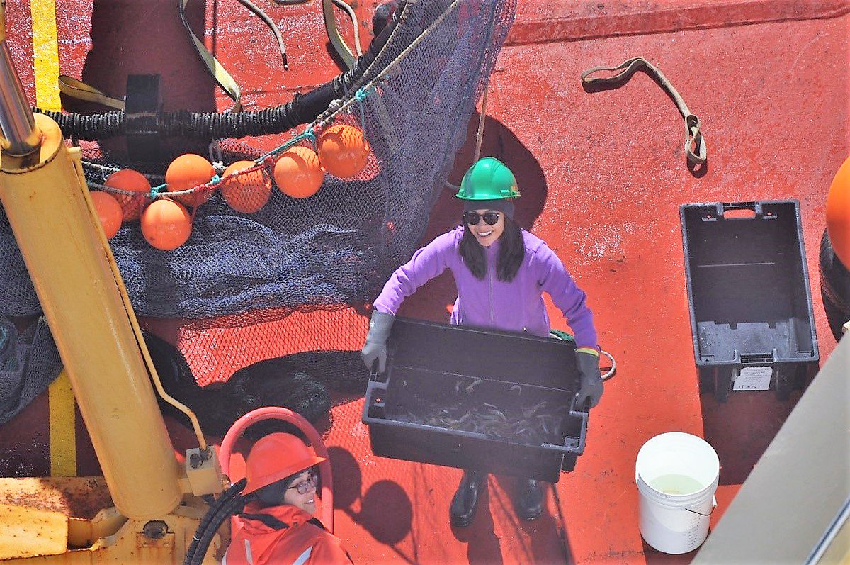 ceos_um's tweet photo. Check out CEOS' latest Story from the Field submitted by Ainsleigh Loria. "Mercury in the Food Web: Sampling on board the CCGS Amundsen" For full story, please see CEOS website. #baysys @ArcticNet @umanitoba @um_research @CoastGuardCAN #research #canada #amundsen @Research_MB https://t.co/ajYy5hRtpq