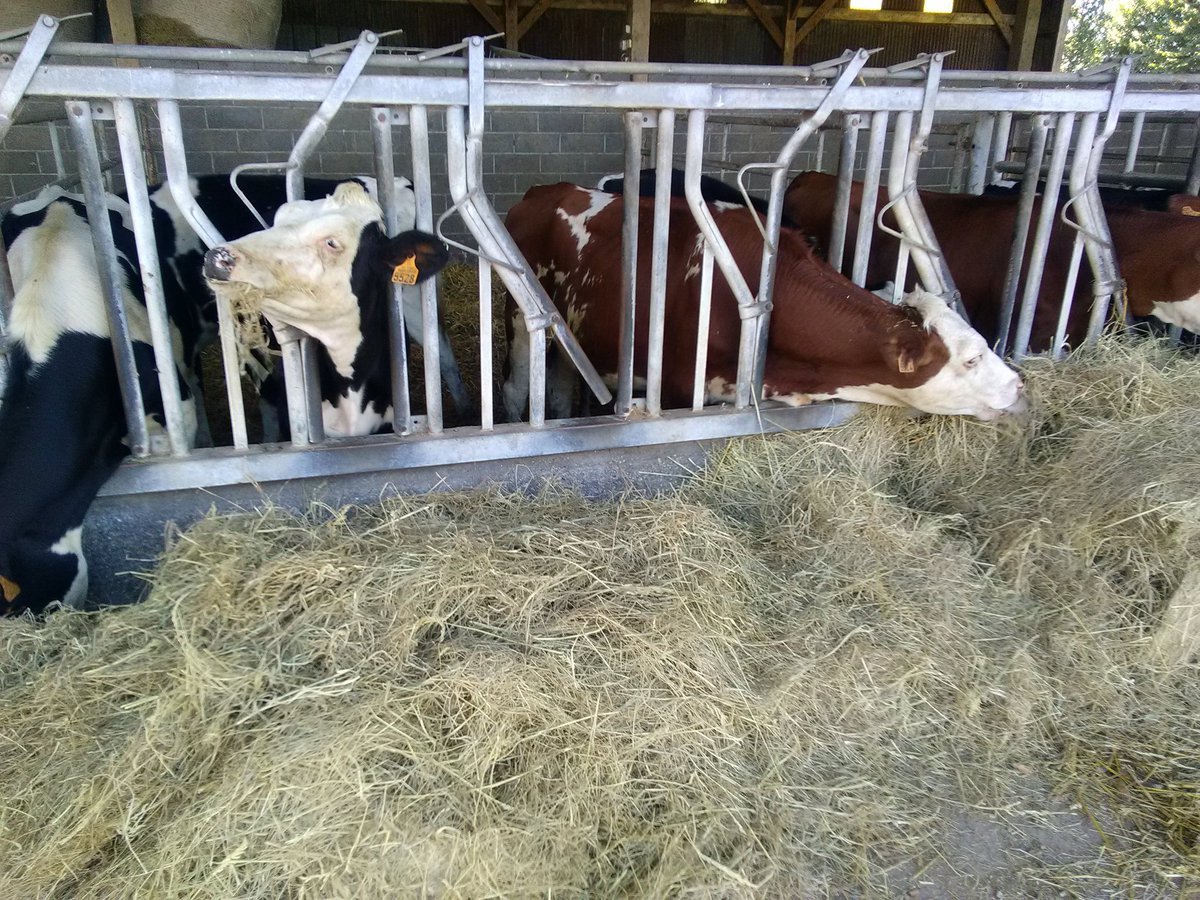 agritof80's tweet image. Avec la sécheresse actuelle et des prairies en mode "paillasson", obligé de rentrer les génisses pour les nourrir et éviter de dégrader les pâtures. 😞 
Comment font ceux qui sont 100% pâturage ???
#ceuxquifontlelait #procross