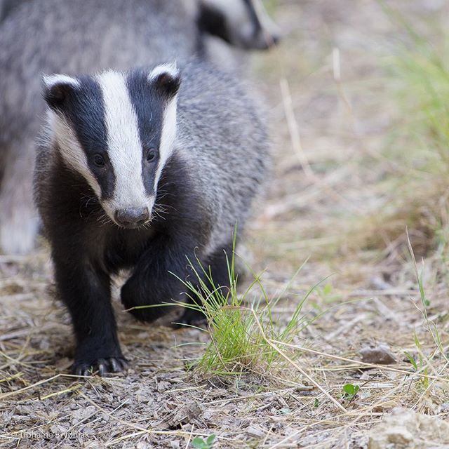 Baby badger on the go 🐾
.
.
.
#badger #badgers #babybadger #cute #onthego #britishwildlife #britishwildlifecentre #nature #naturelovers #naturereserve #naturephotography #nikon #wildlife #wildlifephotography #animals #animallover #animalphotography #… ift.tt/2LgzXEx